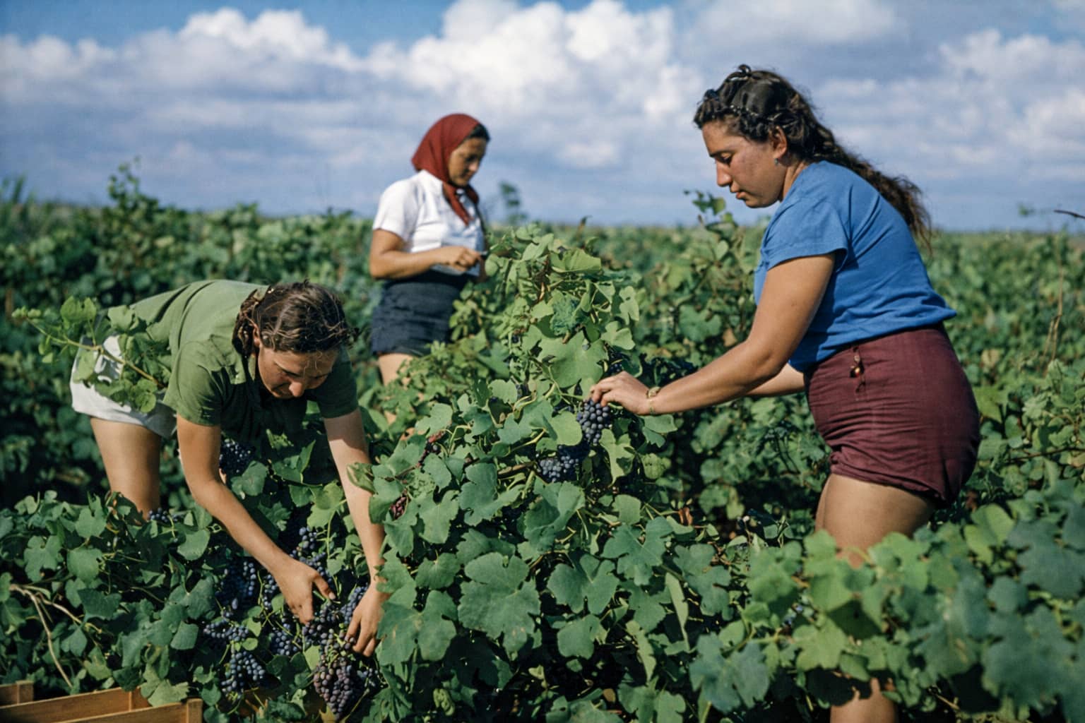 בציר ענבים בכרם בעתלית