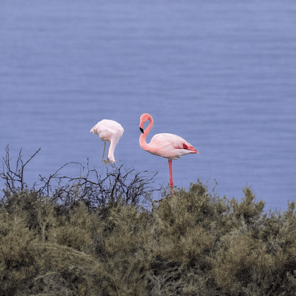 זוג ציפורי פלמינגו בבריכות המלח של עתלית